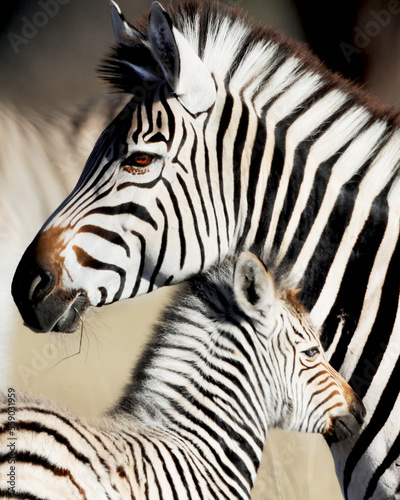 zebras mother and baby close up