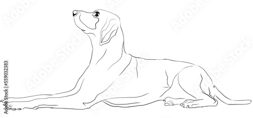 Sitting Hound rendered in brush strokes