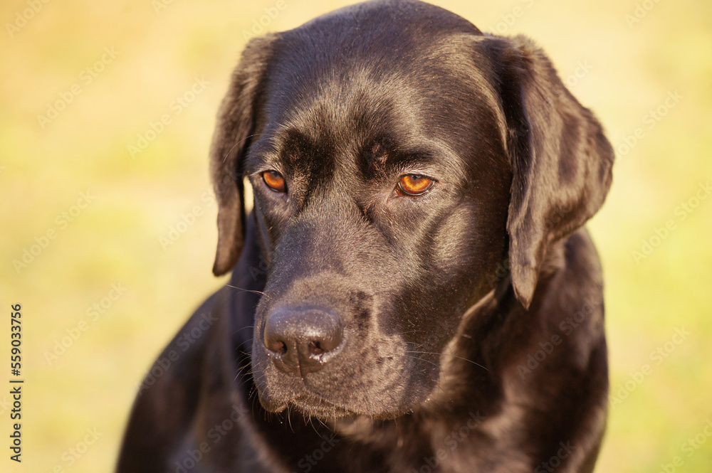 Portrait of a Labrador retriever on the background of nature. Animal, pet. Portrait of a Labrador retriever on the background of nature. Animal, pet.