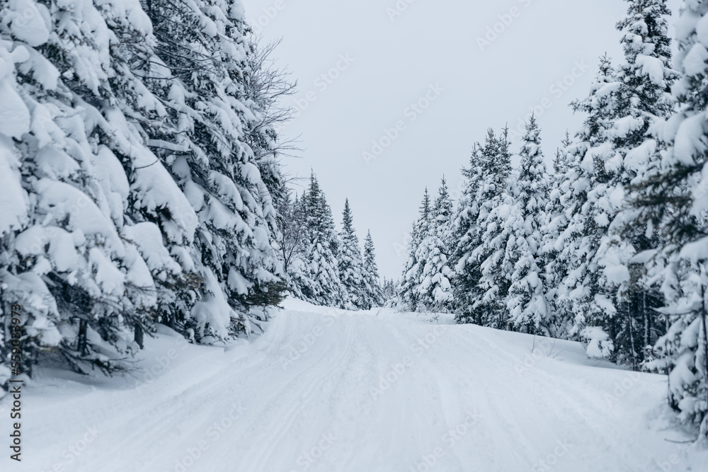 Fototapeta premium snow covered trees