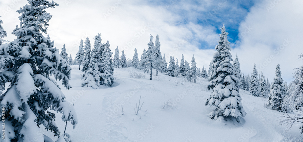 Fototapeta premium winter landscape with trees