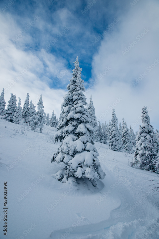 snow covered trees in the mountains snow covered trees in the mountains