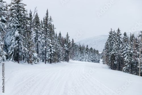 winter landscape with snow © Elric CHAPELON
