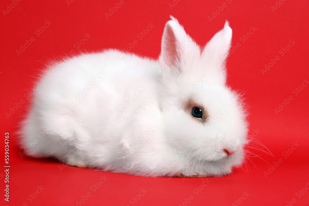 Fluffy white rabbit on red background. Cute pet Fluffy white rabbit on red background. Cute pet