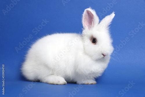 Fluffy white rabbit on blue background. Cute pet © New Africa