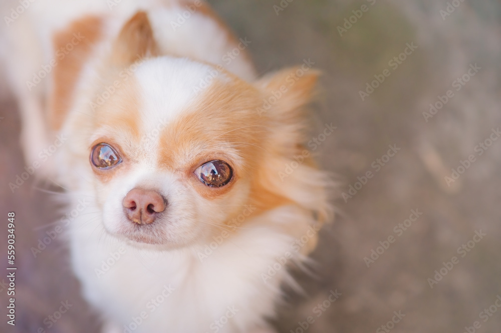 White and red long-haired chihuahua. Animal, pet. Portrait of a dog. White and red long-haired chihuahua. Animal, pet. Portrait of a dog.