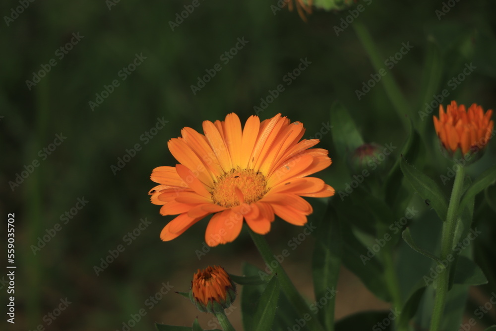 Calendula orange Flower in garden, close up macro. Blooming marigold flowering plant. Medicinal Calendula herb Calendula orange Flower in garden, close up macro. Blooming marigold flowering plant. Medicinal Calendula herb