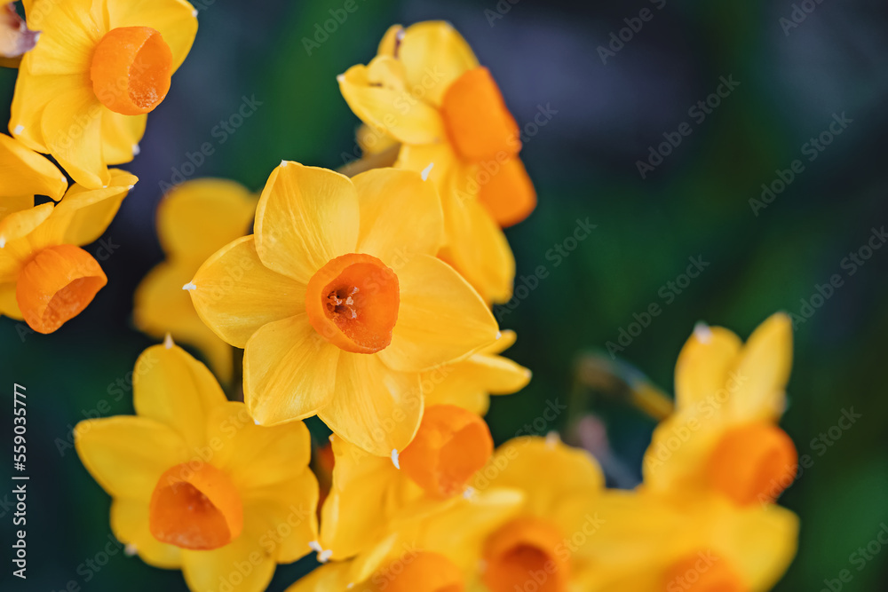 Daffodils close-up, yellow spring flowers. Daffodils close-up, yellow spring flowers.