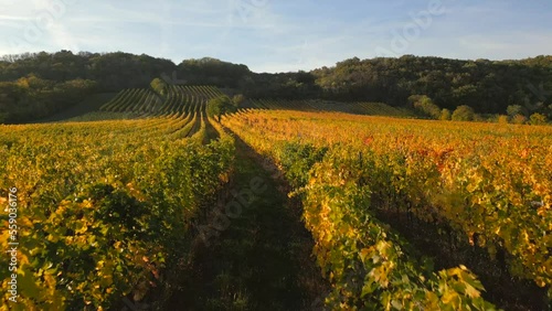 Weingarten im Herbst