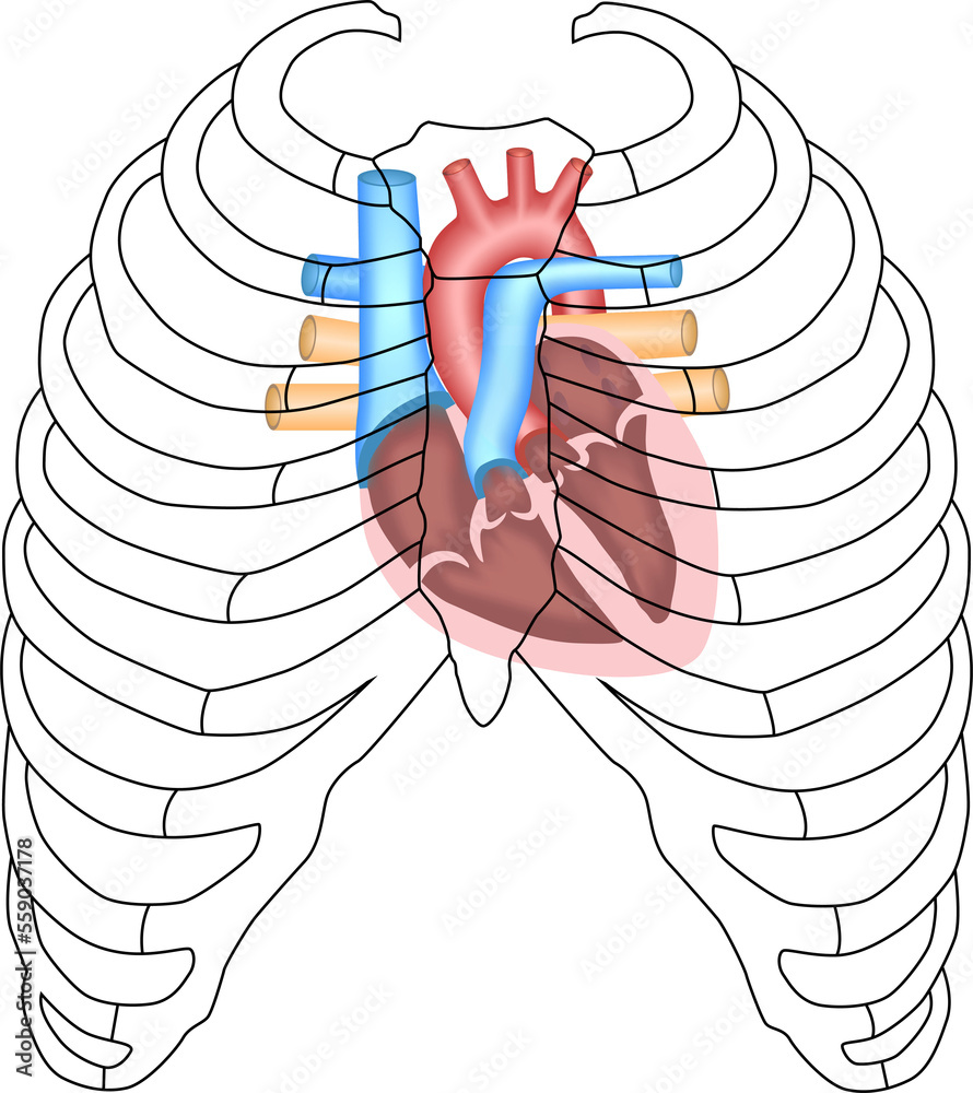 Human Heart Cardiac anatomy Projection of The Heart, Sternum, Chest