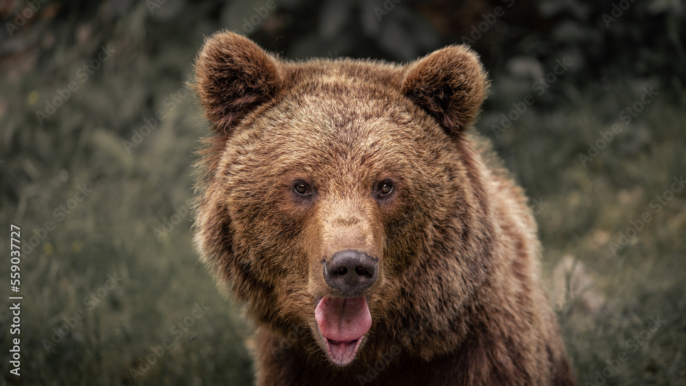 brown bear portrait ursus arctos