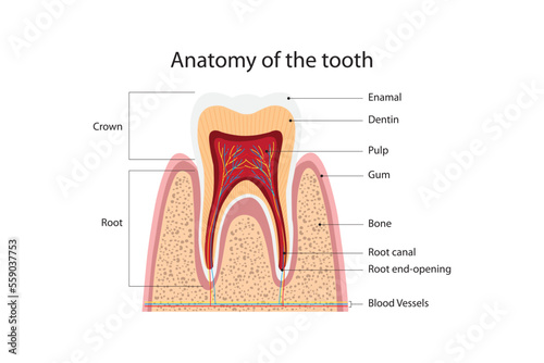 Anatomy of the tooth