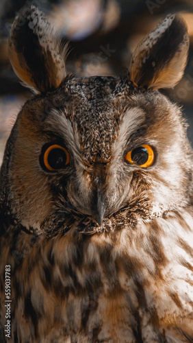 long eared owl portrait © Matei