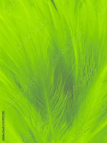 Beautiful abstract green feathers on white background, blue feather texture on dark pattern, green background, feather wallpaper, love theme, valentines day, green gradient texture