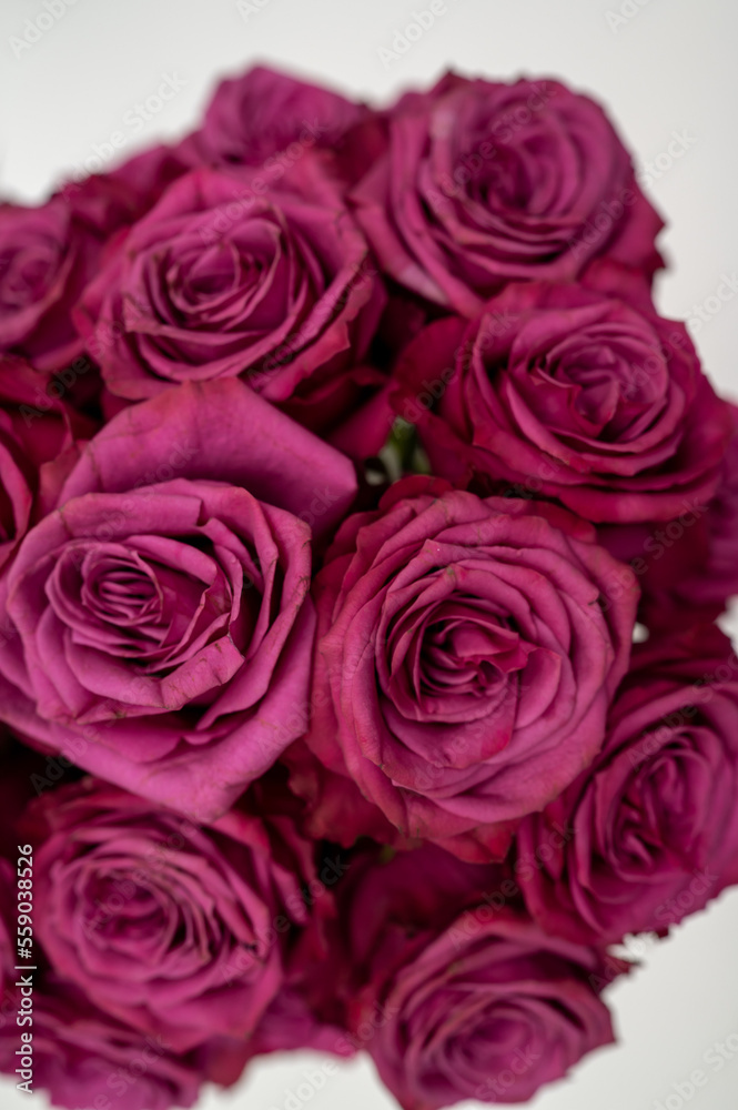 closeup of a bunch of purple pink roses closeup of a bunch of purple pink roses