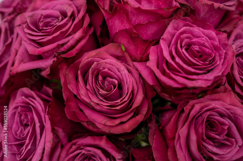 closeup of a bunch of purple pink roses