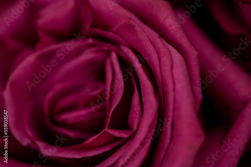 Close up of layers of rose petals