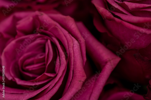 Macro photo of purple pink rose blooms