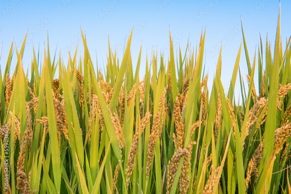 Ripe rice field and sky landscape on the farm Ripe rice field and sky landscape on the farm