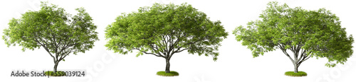 Cut out green trees shapes 3d rendering