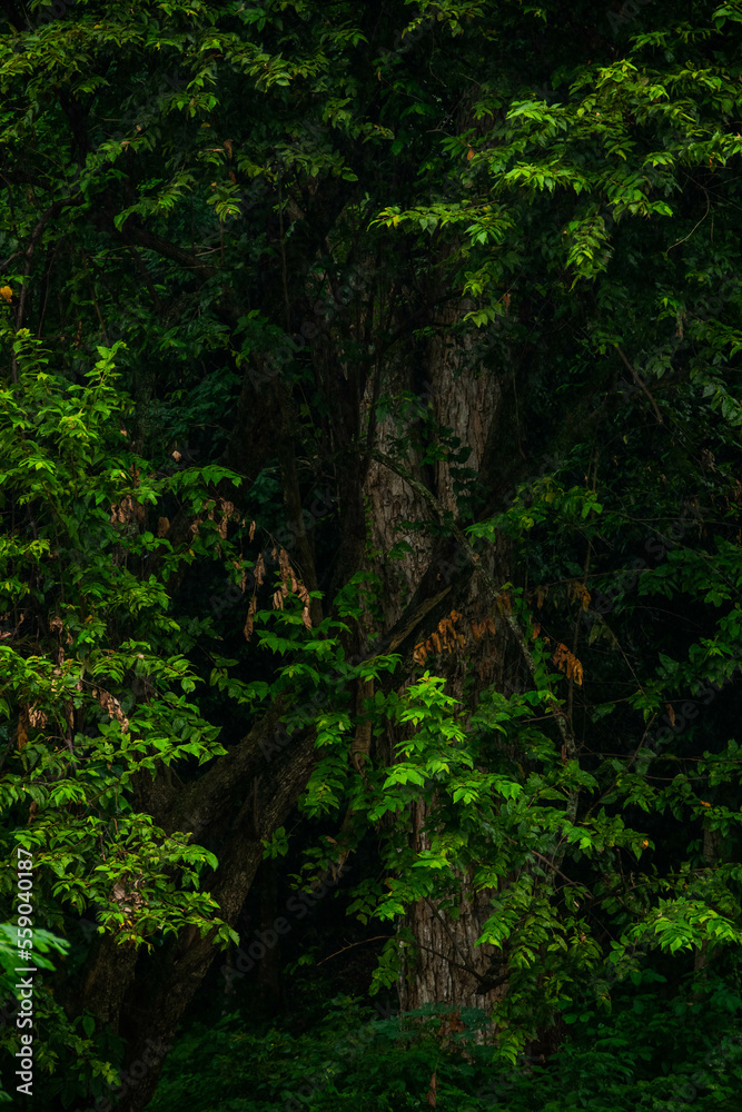 A wide variety of colors and ample plant and wildlife in the tropical city of San Pedro Sula, Honduras A wide variety of colors and ample plant and wildlife in the tropical city of San Pedro Sula, Honduras