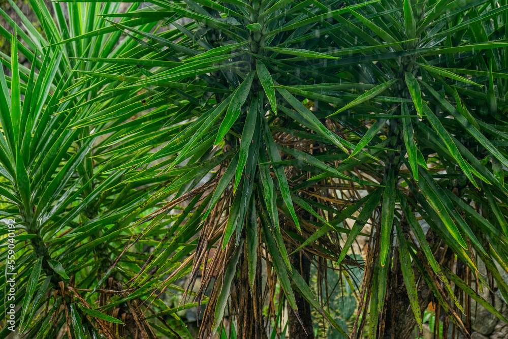 A wide variety of colors and ample plant and wildlife in the tropical city of San Pedro Sula, Honduras A wide variety of colors and ample plant and wildlife in the tropical city of San Pedro Sula, Honduras