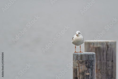 Lachmöwe (Chroicocephalus ridibundus) auf einer Buhne