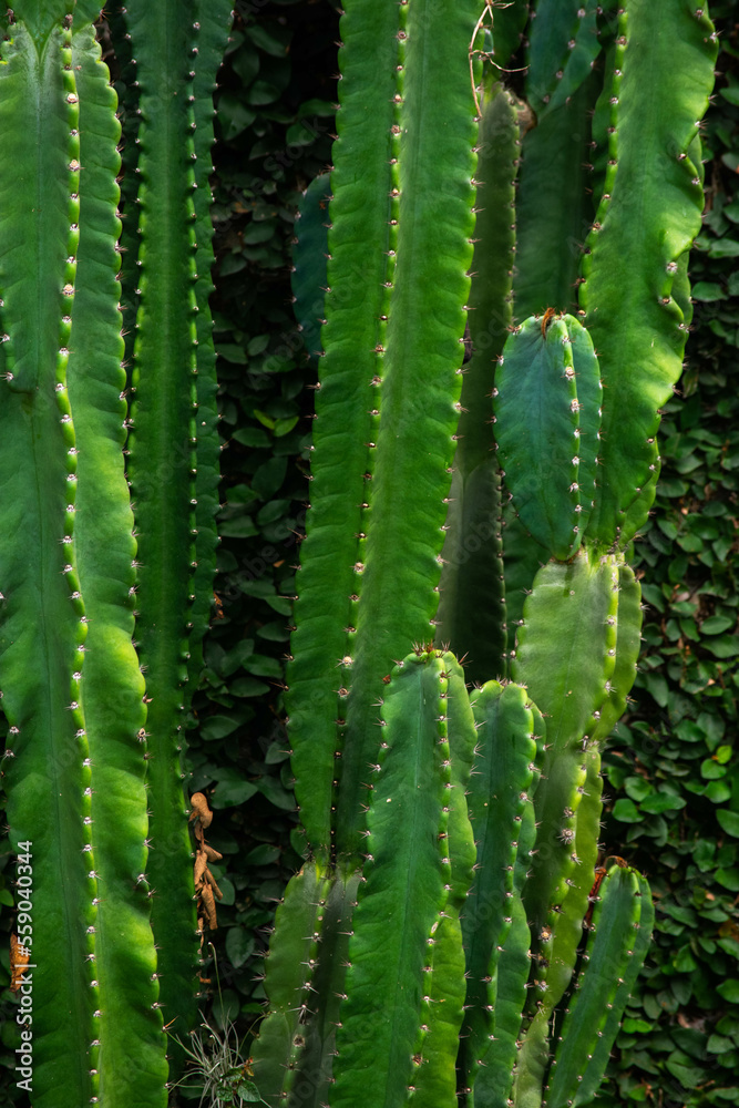 A wide variety of colors and ample plant and wildlife in the tropical city of San Pedro Sula, Honduras A wide variety of colors and ample plant and wildlife in the tropical city of San Pedro Sula, Honduras