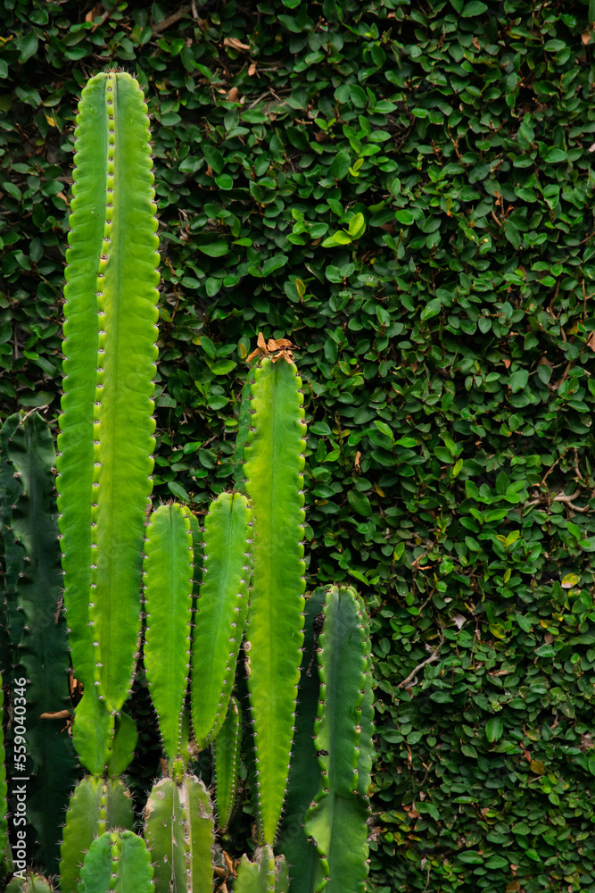 A wide variety of colors and ample plant and wildlife in the tropical city of San Pedro Sula, Honduras A wide variety of colors and ample plant and wildlife in the tropical city of San Pedro Sula, Honduras