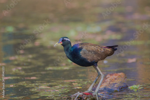 Bronze-winged jacana (Metopidius indicus) in wetlands photo