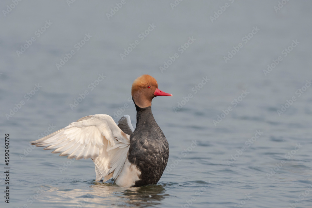 Red-crested Pochard on River Red-crested Pochard on River