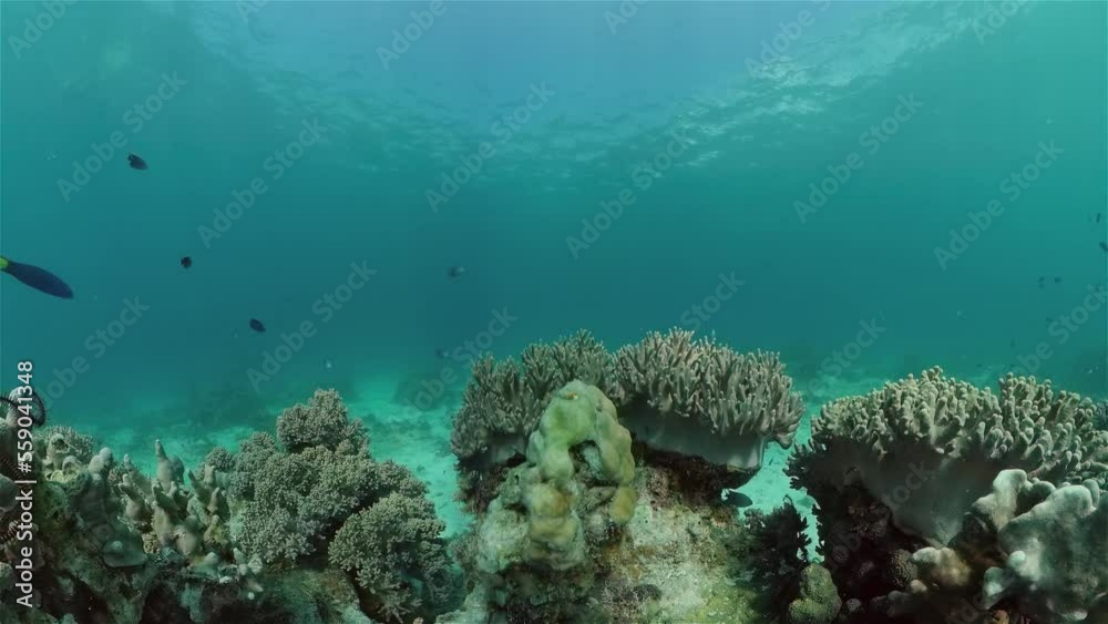 Tropical coral reef and fishes underwater. Hard and soft corals. Underwater video. Philippines. Tropical coral reef and fishes underwater. Hard and soft corals. Underwater video. Philippines.