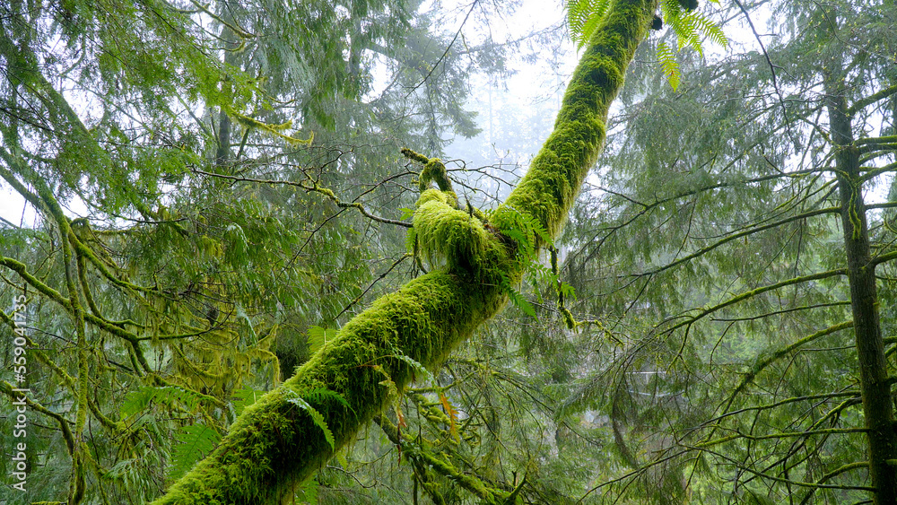 Fototapeta premium Beautiful trees full of moss in the rain forest - travel photography