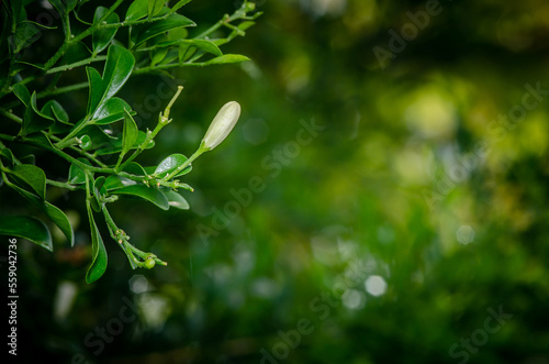 Close up budding of Murraya paniculata flower or Orange jasmine with green leaf  Bokeh and nature blurred background.