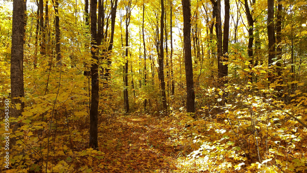 Obraz premium Forêt Érable Automne Couleurs Sentier Randonnée