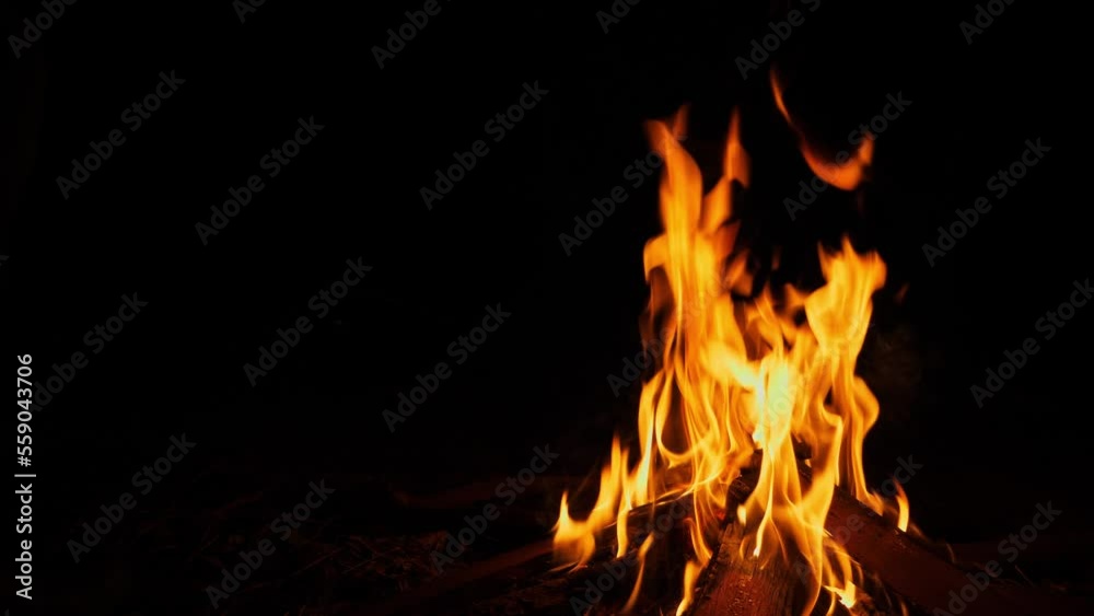 Close up of bright flame burning bonfire in dark on background of pine forest at summer Close up of bright flame burning bonfire in dark on background of pine forest at summer
