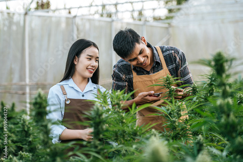 Portrait of Asian woman and man marijuana researcher checking marijuana cannabis plantation in cannabis farm, Business agricultural cannabis. Cannabis business and alternative medicine concept.