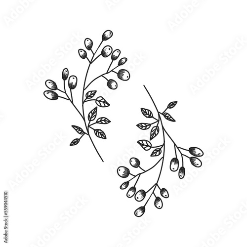 Delicate Nut leaves Monochrome Lineart Tattoo Illustration photo