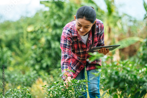 Asian young female farmer with a tablet in her hands examines the green field. Modern technologies in agriculture management and agribusiness concept.