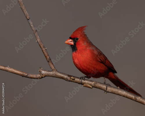 male cardinal © Ethan