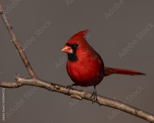 Male Cardinal on perch