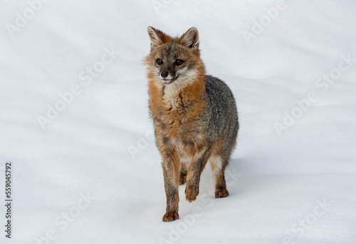 Cross Fox in Winter