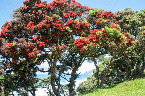 Coastal pohutukawa