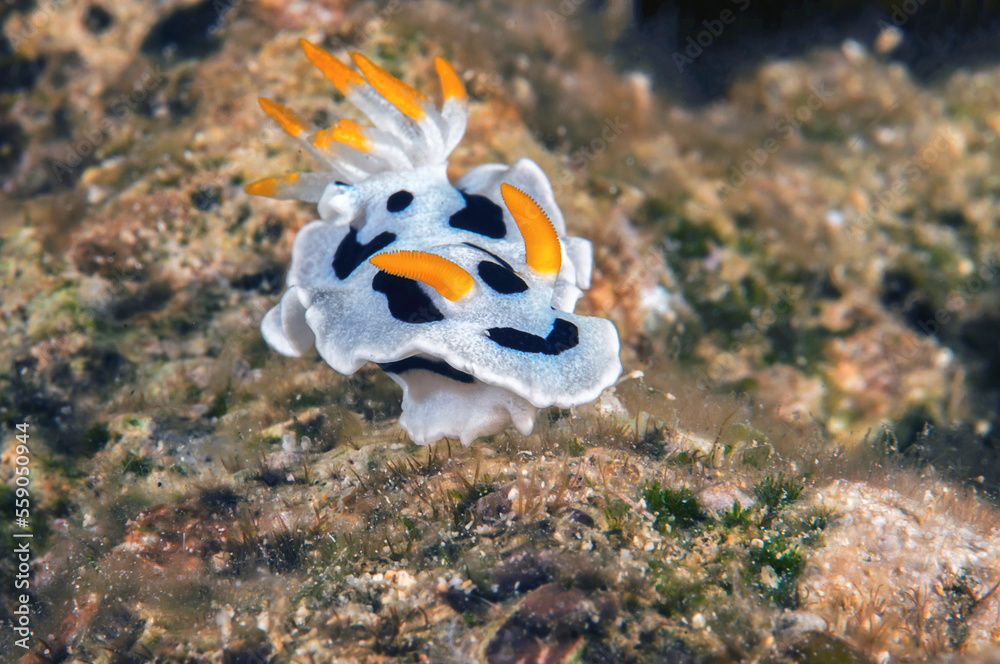 Φωτογραφία Macro of a Chromodoris dianae nudibranch ( sea slugs , dorid nudibranch, marine gastropod mollusk in the family of Chromodorididae ) crawls across the coral reef of Bali, Indonesia