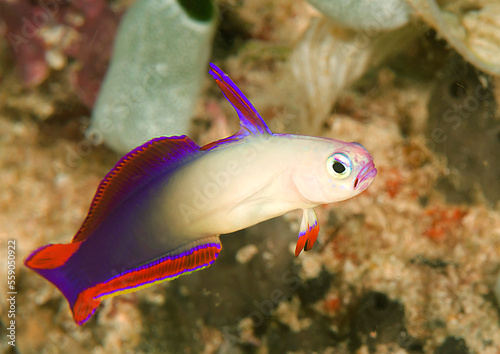 Nemateleotris decora, the elegant firefish or purple firefish goby,  a species of dart fish   is swimming over Corals of Bali
 photo