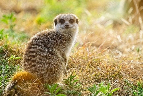A meerkat or suricate (Suricata suricatta) in the early morning light. Cradock, Eastern Cape. South Africa. photo