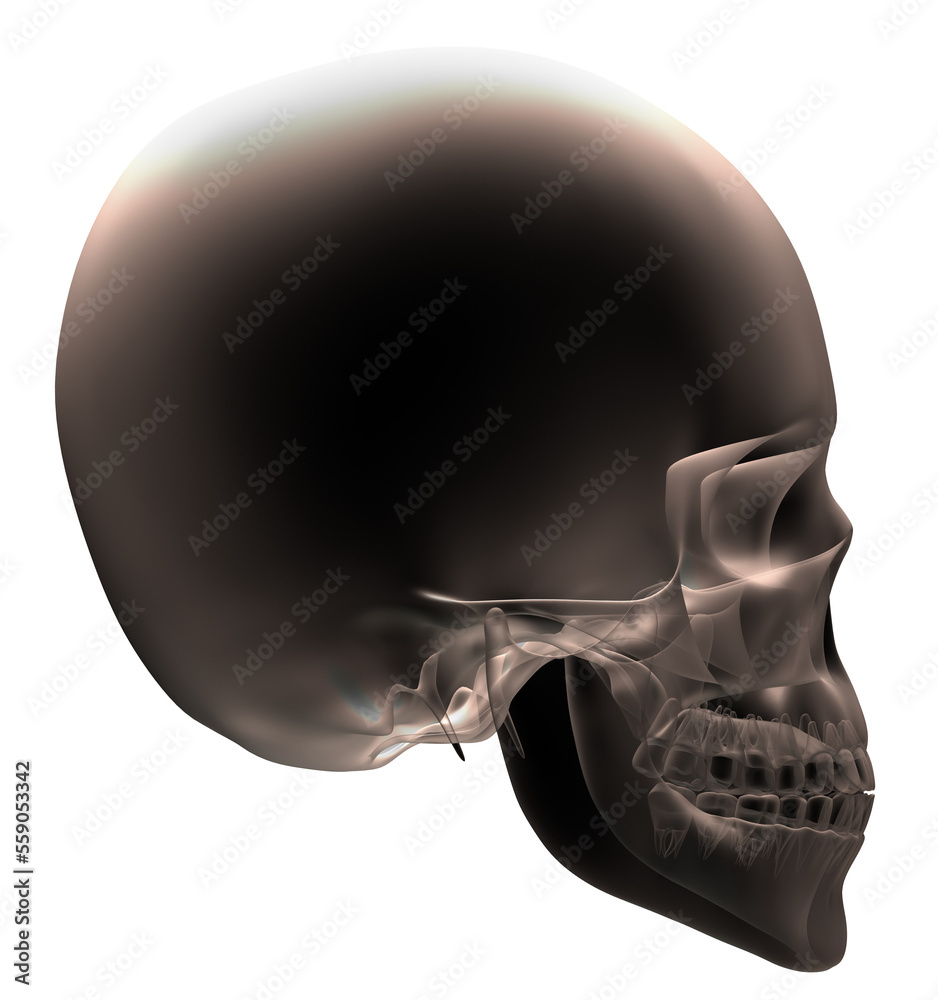 human skull isolated human skull isolated