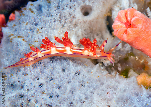 Flabellina rubrolineata, Coryphellina rubrolineata  nudibranch crawls on corals of Bali,Indonesia

 photo