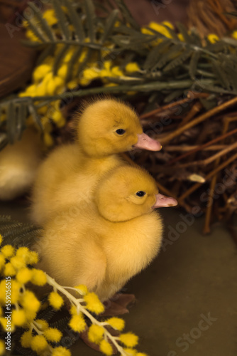 Yellow ducklings close-up among mimosa flowers.Happy Easter and spring concept.