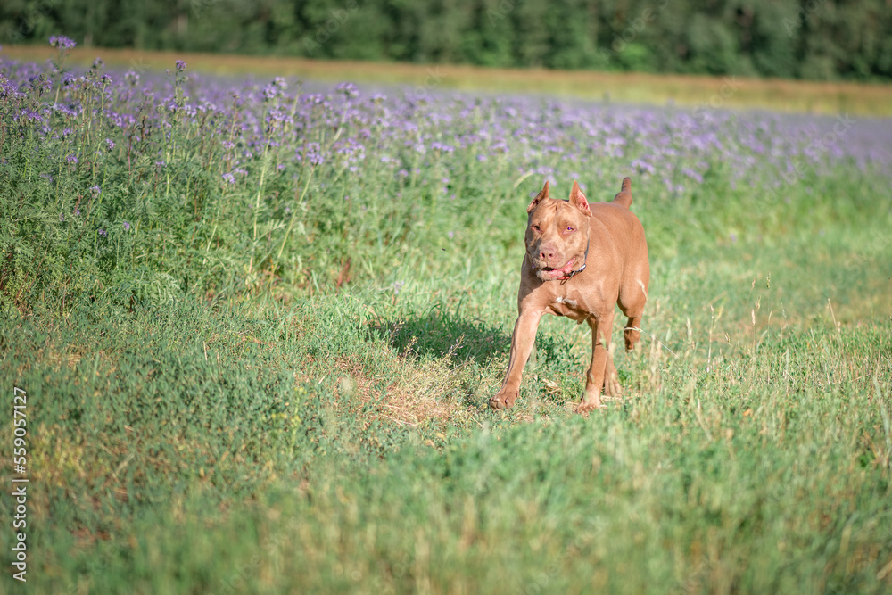 Thoroughbred cheerful American Pit Bull Terrier runs across the summer field. Thoroughbred cheerful American Pit Bull Terrier runs across the summer field.